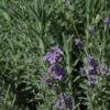 Munstead Lavender