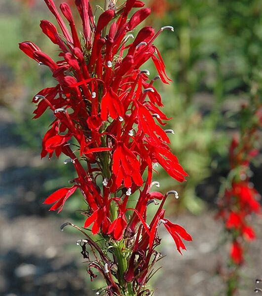 cardinal flower