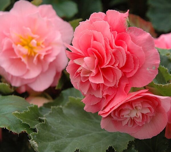 nonstop pink begonia