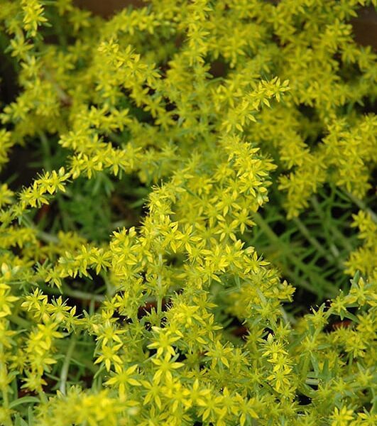 lemon coral stonecrop