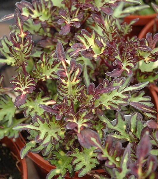 merlins magic coleus