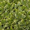 cream de mint dwarf mock orange