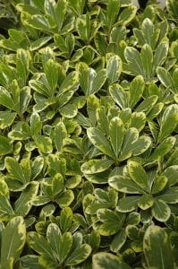 cream de mint dwarf mock orange
