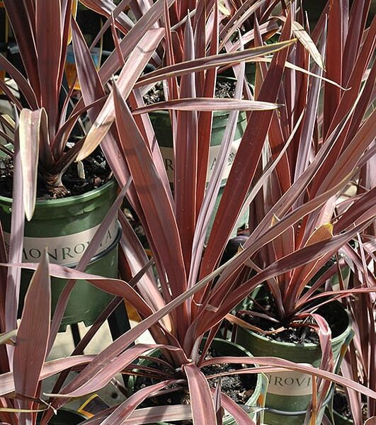 Bauers cordyline