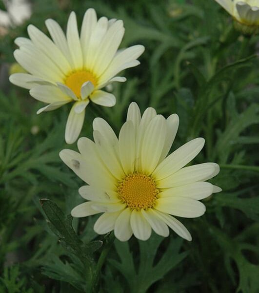 Vanilla Butterfly Marguerite Daisy