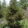italian cypress