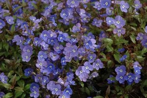 Georgia blue speedwell