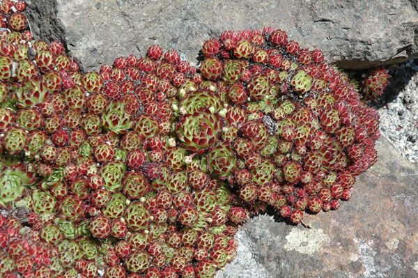 hens and chicks