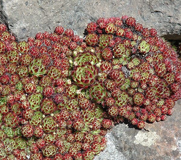 hens and chicks