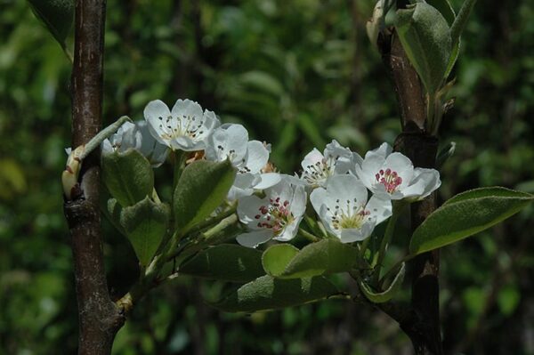 Shinseiki Asian Pear