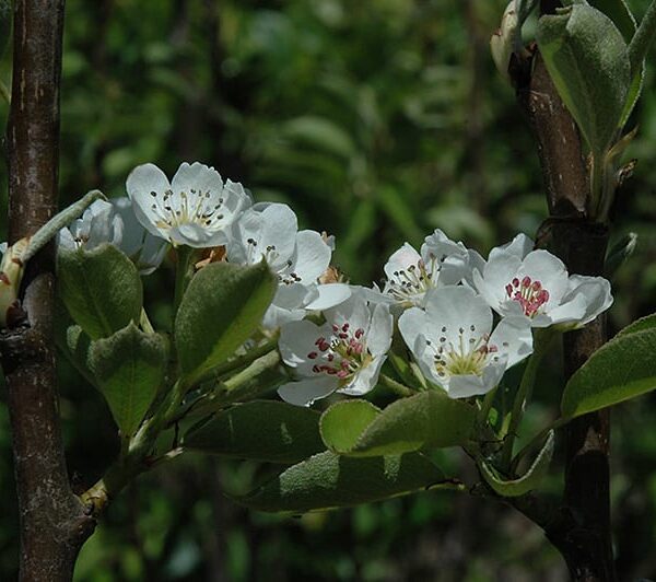 shinseiki asian pear