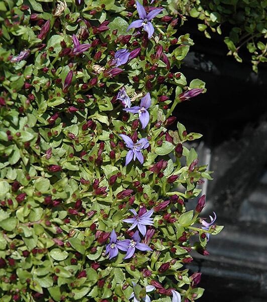 county park star creeper