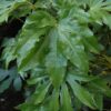 Japanese fatsia
