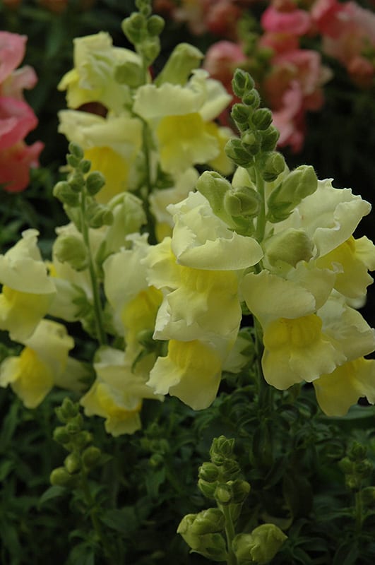 Snapshot Yellow Snapdragon Calloway's Nursery