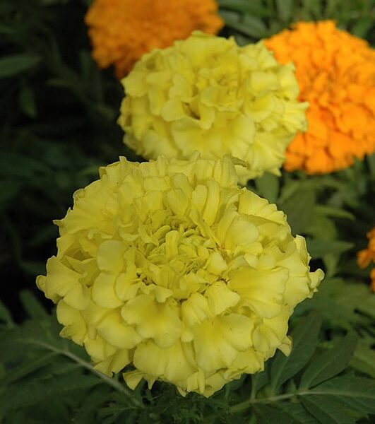 taishan yellow marigold