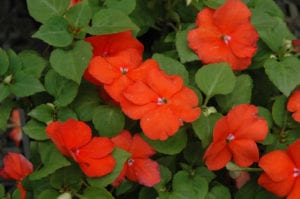 Super Elfin Bright Orange Impatiens