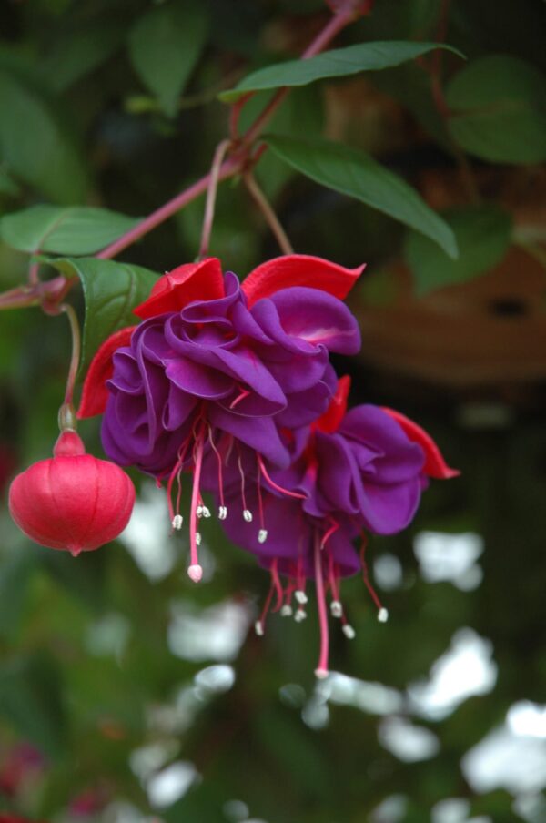 Blue Eyes Fuchsia