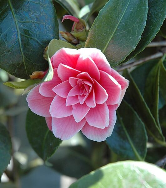 turandot camellia