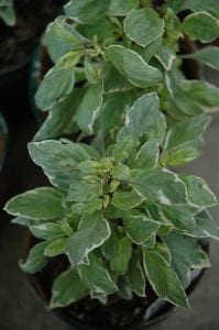 lemon basil