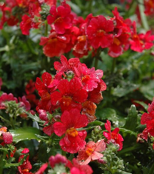 sunsatia cranberry nemesia
