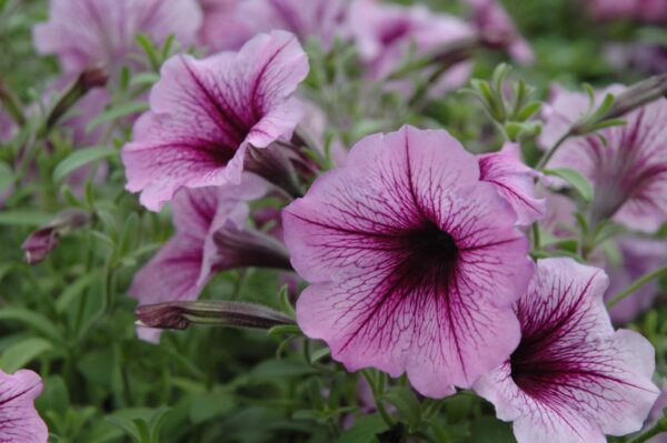 Supertunia Bordeaux Petunia