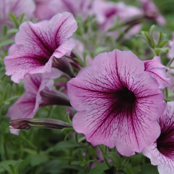 Supertunia Bordeaux Petunia