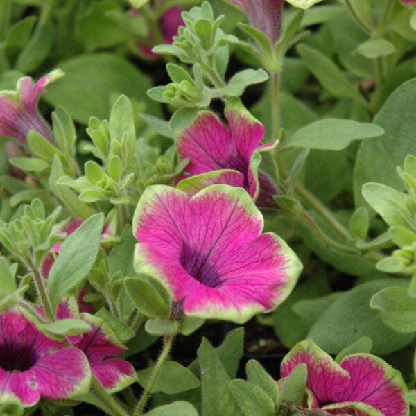Supertunia Pretty Much Picasso Petunia