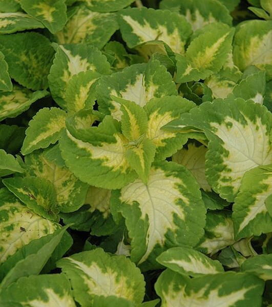 Wizard Jade Coleus