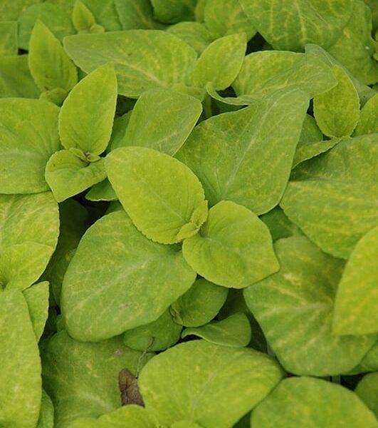 Wizard Golden Coleus
