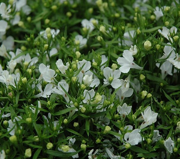 riviera white lobelia
