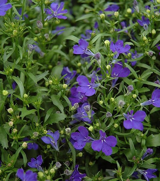 riviera midnight blue lobelia