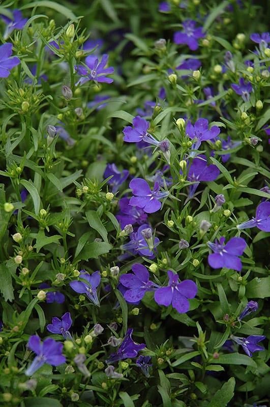 Atticus aanval hoog Riviera Midnight Blue Lobelia - Calloway's Nursery