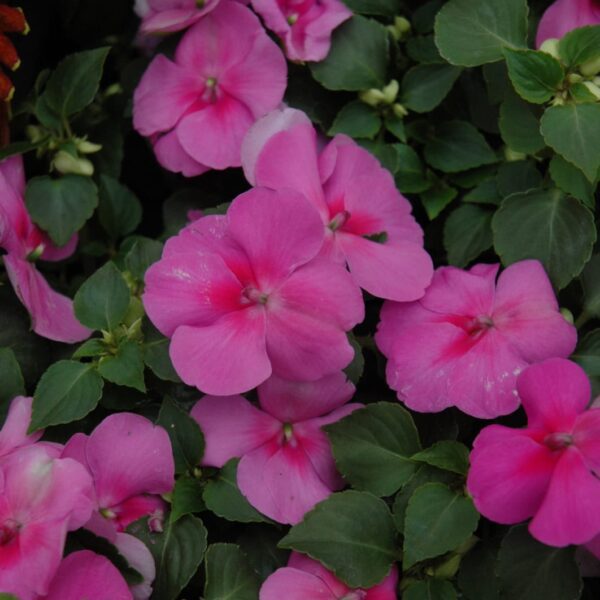 Super Elfin Lavender Impatiens