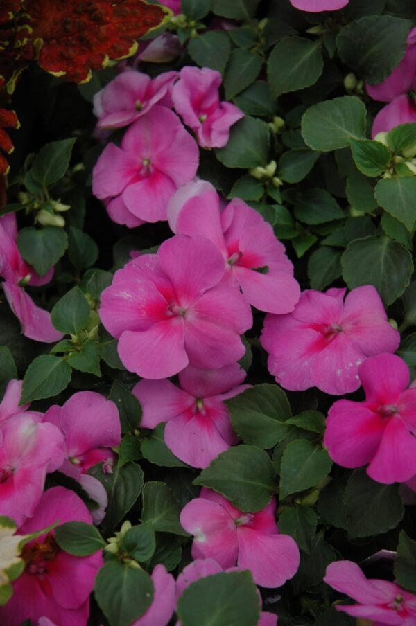 Super Elfin Lavender Impatiens