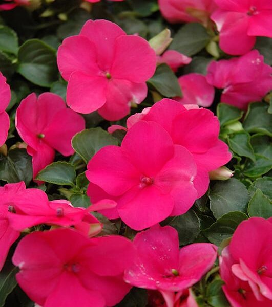 super elfin lipstick impatiens