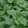 lemon balm