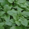 Lemon Balm