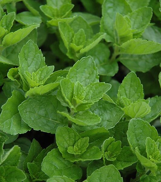 spearmint