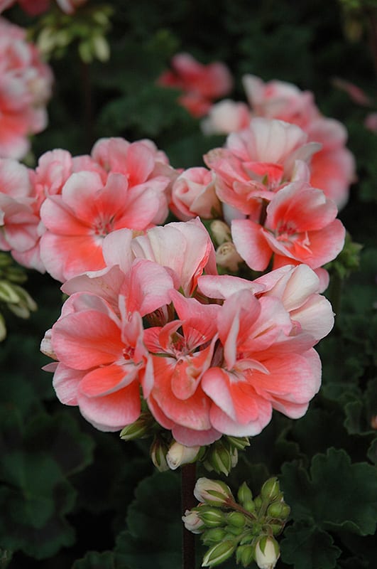 Presto Light Salmon Geranium Calloway's Nursery