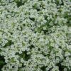 Wonderland White Alyssum