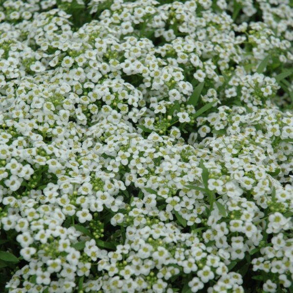 Wonderland White Alyssum
