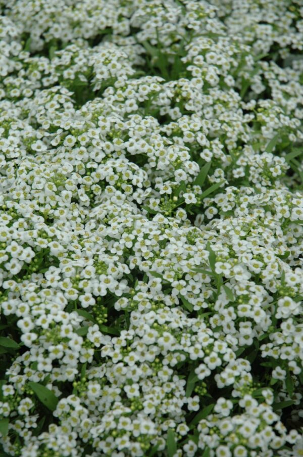 Wonderland White Alyssum