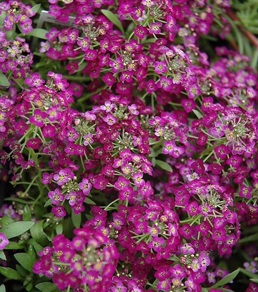 Wonderland Purple Alyssum