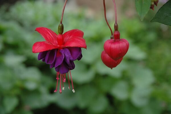 Dark Eyes Fuchsia