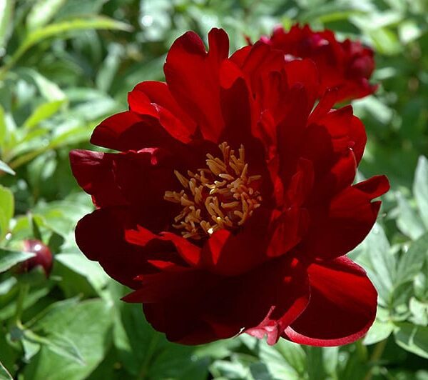 buckeye belle peony