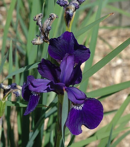 caesars brother Siberian iris