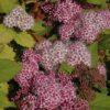 Double Play Big Bang Spirea