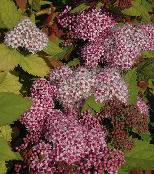 double play Big Bang spirea