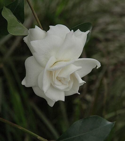 first love gardenia