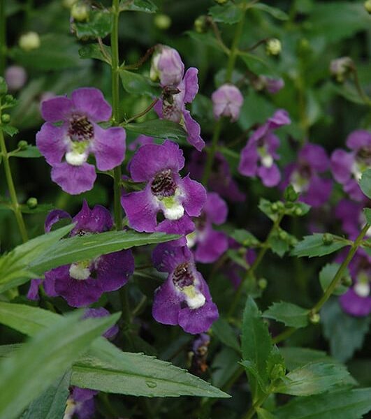archangel purple angelonia